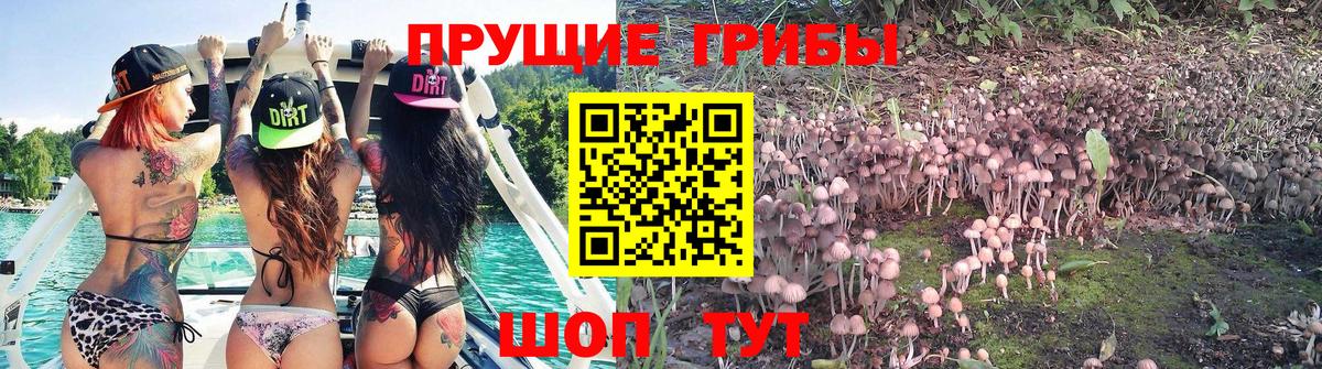 Галлюциногенные грибы Psilocybine cubensis  Вход с VPN  Балашов  Галлюциногенные грибы Cubensis 